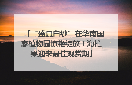 “盛夏白纱”在华南国家植物园惊艳绽放！海杧果迎来最佳观赏期