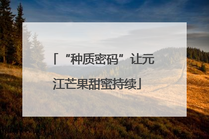 “种质密码”让元江芒果甜蜜持续