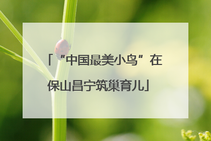 “中国最美小鸟”在保山昌宁筑巢育儿