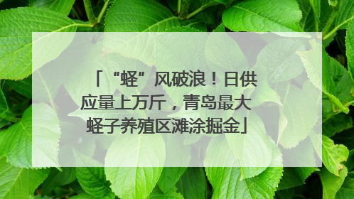 “蛏”风破浪！日供应量上万斤，青岛最大蛏子养殖区滩涂掘金