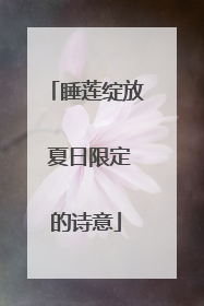 睡莲绽放 夏日限定的诗意