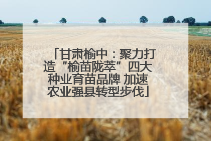 甘肃榆中：聚力打造“榆苗陇萃”四大种业育苗品牌 加速农业强县转型步伐