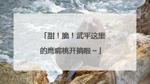 甜！脆！武平这里的鹰嘴桃开摘啦～