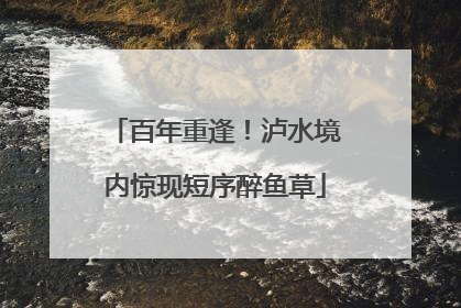 百年重逢！泸水境内惊现短序醉鱼草