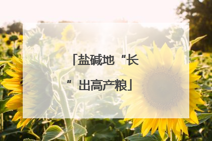 盐碱地“长”出高产粮