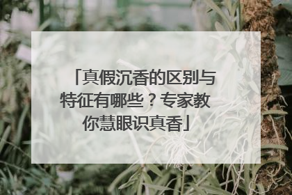 真假沉香的区别与特征有哪些？专家教你慧眼识真香