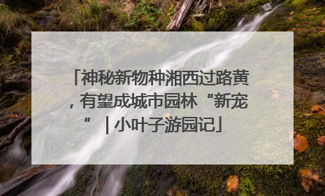 神秘新物种湘西过路黄，有望成城市园林“新宠” | 小叶子游园记