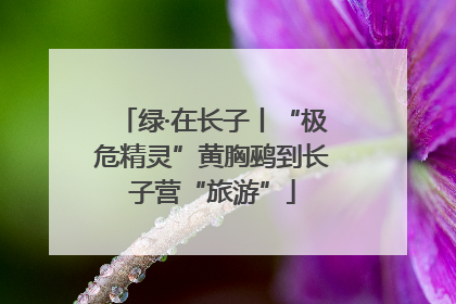 绿·在长子丨“极危精灵”黄胸鹀到长子营“旅游”