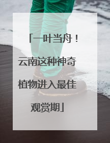一叶当舟！云南这种神奇植物进入最佳观赏期