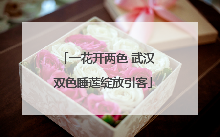 一花开两色 武汉双色睡莲绽放引客