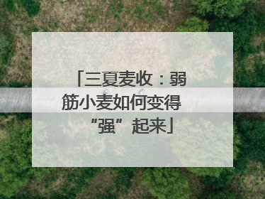 三夏麦收：弱筋小麦如何变得“强”起来