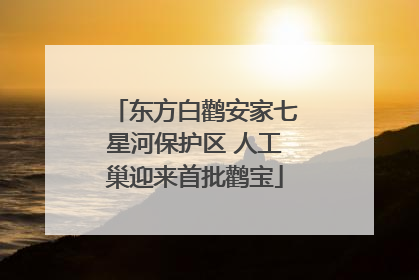 东方白鹳安家七星河保护区 人工巢迎来首批鹳宝