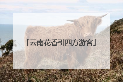 云南花香引四方游客