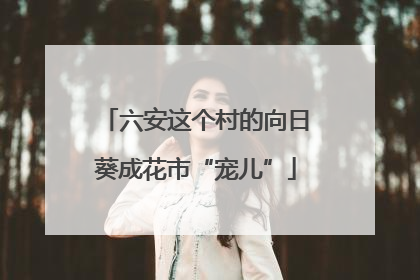 六安这个村的向日葵成花市“宠儿”