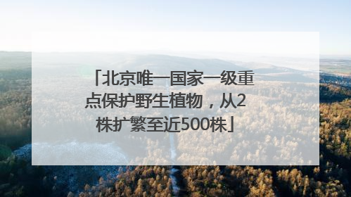 北京唯一国家一级重点保护野生植物，从2株扩繁至近500株