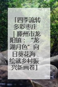 四季流转 多彩枣庄｜滕州市龙阳镇：“龙湖月色”向日葵花海 绘就乡村振兴新画卷