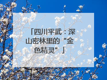 四川平武：深山密林里的“金色精灵”