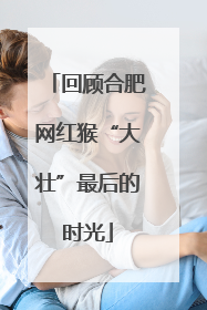 回顾合肥网红猴“大壮”最后的时光