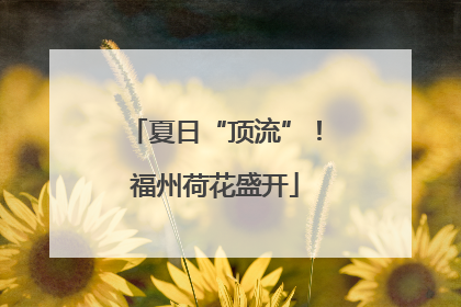 夏日“顶流”！福州荷花盛开