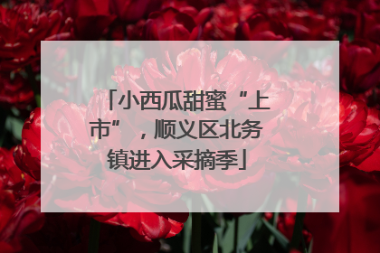 小西瓜甜蜜“上市”，顺义区北务镇进入采摘季