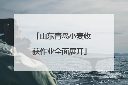 山东青岛小麦收获作业全面展开
