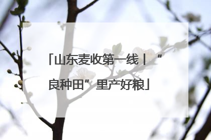 山东麦收第一线丨“良种田”里产好粮