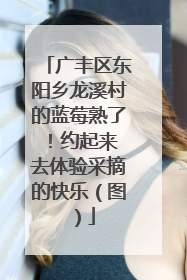 广丰区东阳乡龙溪村的蓝莓熟了！约起来 去体验采摘的快乐（图）