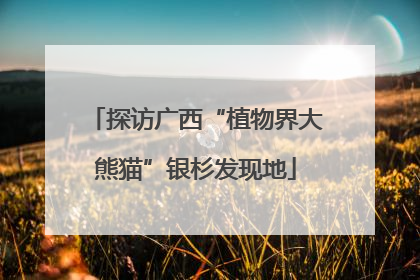 探访广西“植物界大熊猫”银杉发现地