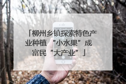 柳州乡镇探索特色产业种植 “小水果”成富民“大产业”