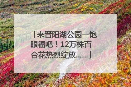 来晋阳湖公园一饱眼福吧！12万株百合花热烈绽放……