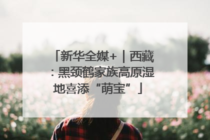 新华全媒+｜西藏：黑颈鹤家族高原湿地喜添“萌宝”