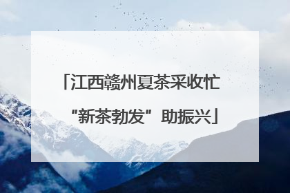 江西赣州夏茶采收忙 “新茶勃发”助振兴
