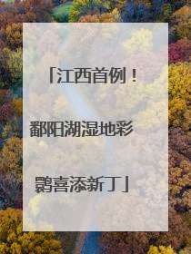 江西首例！鄱阳湖湿地彩鹮喜添新丁