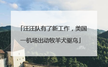 汪汪队有了新工作，美国一机场出动牧羊犬驱鸟