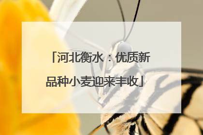 河北衡水：优质新品种小麦迎来丰收
