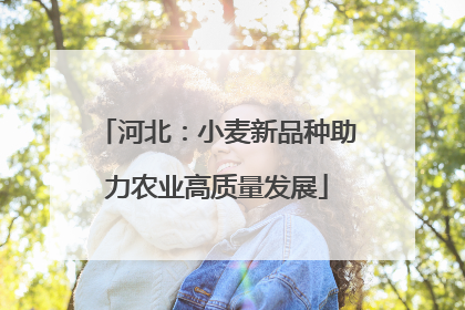河北：小麦新品种助力农业高质量发展