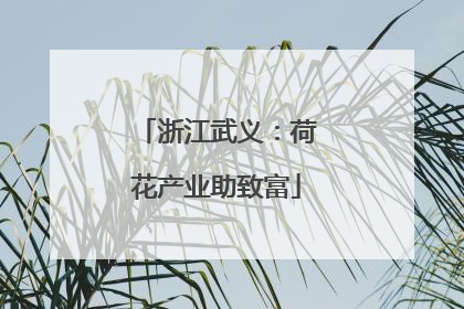 浙江武义：荷花产业助致富