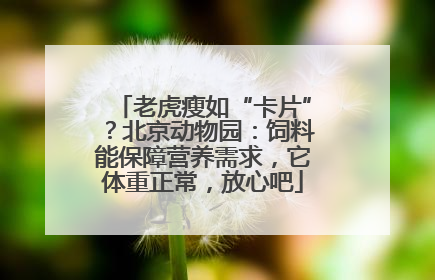 老虎瘦如“卡片”？北京动物园：饲料能保障营养需求，它体重正常，放心吧