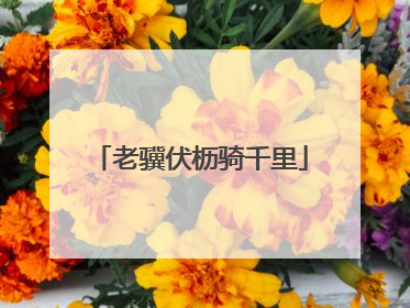 老骥伏枥骑千里