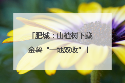 肥城：山楂树下藏金薯“一地双收”
