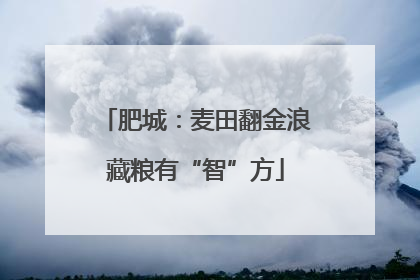肥城：麦田翻金浪藏粮有“智”方