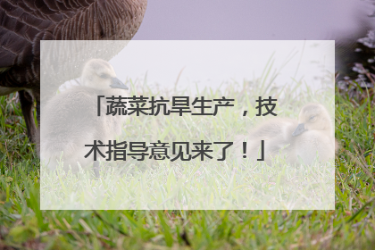 蔬菜抗旱生产，技术指导意见来了！
