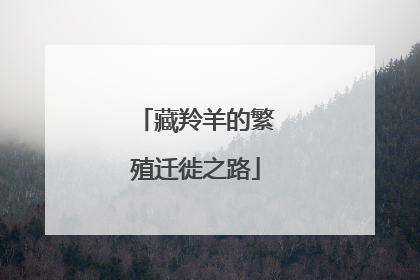 藏羚羊的繁殖迁徙之路
