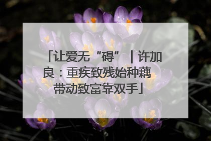 让爱无“碍”｜许加良：重疾致残始种藕 带动致富靠双手