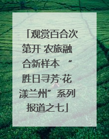 观赏百合次第开 农旅融合新样本 “胜日寻芳·花漾兰州”系列报道之七