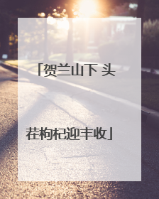 贺兰山下 头茬枸杞迎丰收