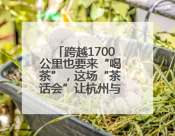 跨越1700公里也要来“喝茶”，这场“茶话会”让杭州与广元架起一条“共富之路”