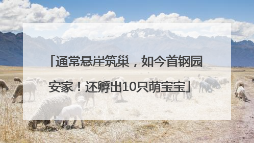 通常悬崖筑巢，如今首钢园安家！还孵出10只萌宝宝