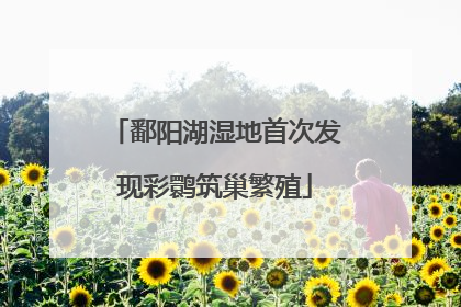 鄱阳湖湿地首次发现彩鹮筑巢繁殖