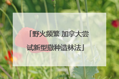 野火频繁 加拿大尝试新型撒种造林法